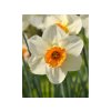 Cibuľoviny Narcis Barrett Browning 5 ks(2)