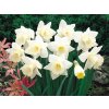 Cibuľoviny Narcis Mount Hood 5 ks