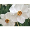 Cibuľoviny Narcis Recurvus 5 ks(3)