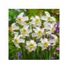 Cibuľoviny Narcis Recurvus 5 ks(1)