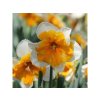 Narcis Orangery 5 ks v balení