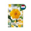 Cibuľoviny Narcis Orangery 5 ks(5)