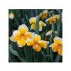 Narcis Orangery 5 ks v balení