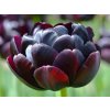 Cibuľoviny Tulipán Black Hero 5 ks(4)
