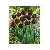 Cibuľoviny Tulipán Black Hero 5 ks(3)