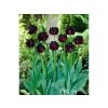 Cibuľoviny Tulipán Black Hero 5 ks(2)