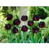Cibuľoviny Tulipán Black Hero 5 ks(1)