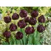 Cibuľoviny Tulipán Black Hero 5 ks