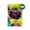 Cibuľoviny Tulipán Black Hero 5 ks(5)