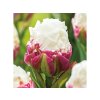 Cibuľoviny Tulipán Ice Cream 5 ks(4)