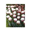 Cibuľoviny Tulipán Ice Cream 5 ks(5)