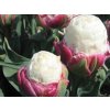 Cibuľoviny Tulipán Ice Cream 5 ks(7)