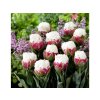 Cibuľoviny Tulipán Ice Cream 5 ks(3)