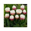 Cibuľoviny Tulipán Ice Cream 5 ks(10)