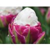 Cibuľoviny Tulipán Ice Cream 5 ks(1)