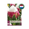 Cibuľoviny Tulipán Ice Cream 5 ks(2)