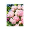 Cibuľoviny Tulipán Dreamer 5 ks(1)