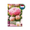 Cibuľoviny Tulipán Dreamer 5 ks(3)