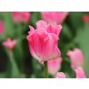 Cibuľoviny Tulipán Crown of Dynasty 5 ks(2)