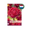 Cibuľoviny Tulipán Qatar 5 ks(5)