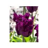 Cibuľoviny Tulipán Parrot Negrita 7 ks(2)