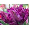 Cibuľoviny Tulipán Parrot Negrita 7 ks(1)