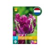 Cibuľoviny Tulipán Parrot Negrita 7 ks(3)