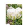 Cibuľoviny Tulipán Snow Crystal 5 ks(3)