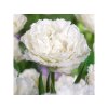 Cibuľoviny Tulipán Snow Crystal 5 ks(2)