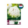 Cibuľoviny Tulipán Snow Crystal 5 ks(5)