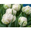 Cibuľoviny Tulipán Snow Crystal 5 ks(4)