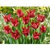 Cibuľoviny Tulipán Red Dress 5 ks(1)