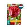 Cibuľoviny Tulipán Red Dress 5 ks