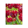 Cibuľoviny Tulipán Red Dress 5 ks(3)