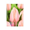 Cibuľoviny Tulipán Apricot Pride 7 ks(1)