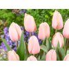 Cibuľoviny Tulipán Apricot Pride 7 ks
