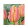 Cibuľoviny Tulipán Apricot Favourite 7 ks(3)