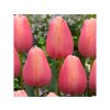 Cibuľoviny Tulipán Apricot Favourite 7 ks(2)