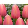 Cibuľoviny Tulipán Apricot Favourite 7 ks(1)
