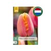 Cibuľoviny Tulipán Apricot Favourite 7 ks(4)