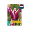Cibuľoviny Tulipán Claudia 7 ks