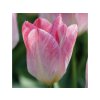 Cibuľoviny Tulipán Flaming Purissima 7 ks(4)