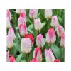 Cibuľoviny Tulipán Flaming Purissima 7 ks(2)