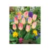 Cibuľoviny Tulipán Flaming Purissima 7 ks(1)