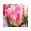 Cibuľoviny Tulipán Flaming Purissima 7 ks