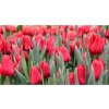 Cibuľoviny Tulipán Ile de France 7 ks(4)