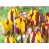 Cibuľoviny Tulipán Helmar 7 ks(4)