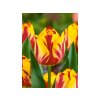 Cibuľoviny Tulipán Helmar 7 ks(3)