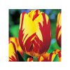 Cibuľoviny Tulipán Helmar 7 ks(2)