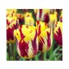 Cibuľoviny Tulipán Helmar 7 ks(1)